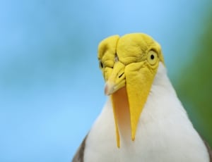 yellow and white long beak bird thumbnail