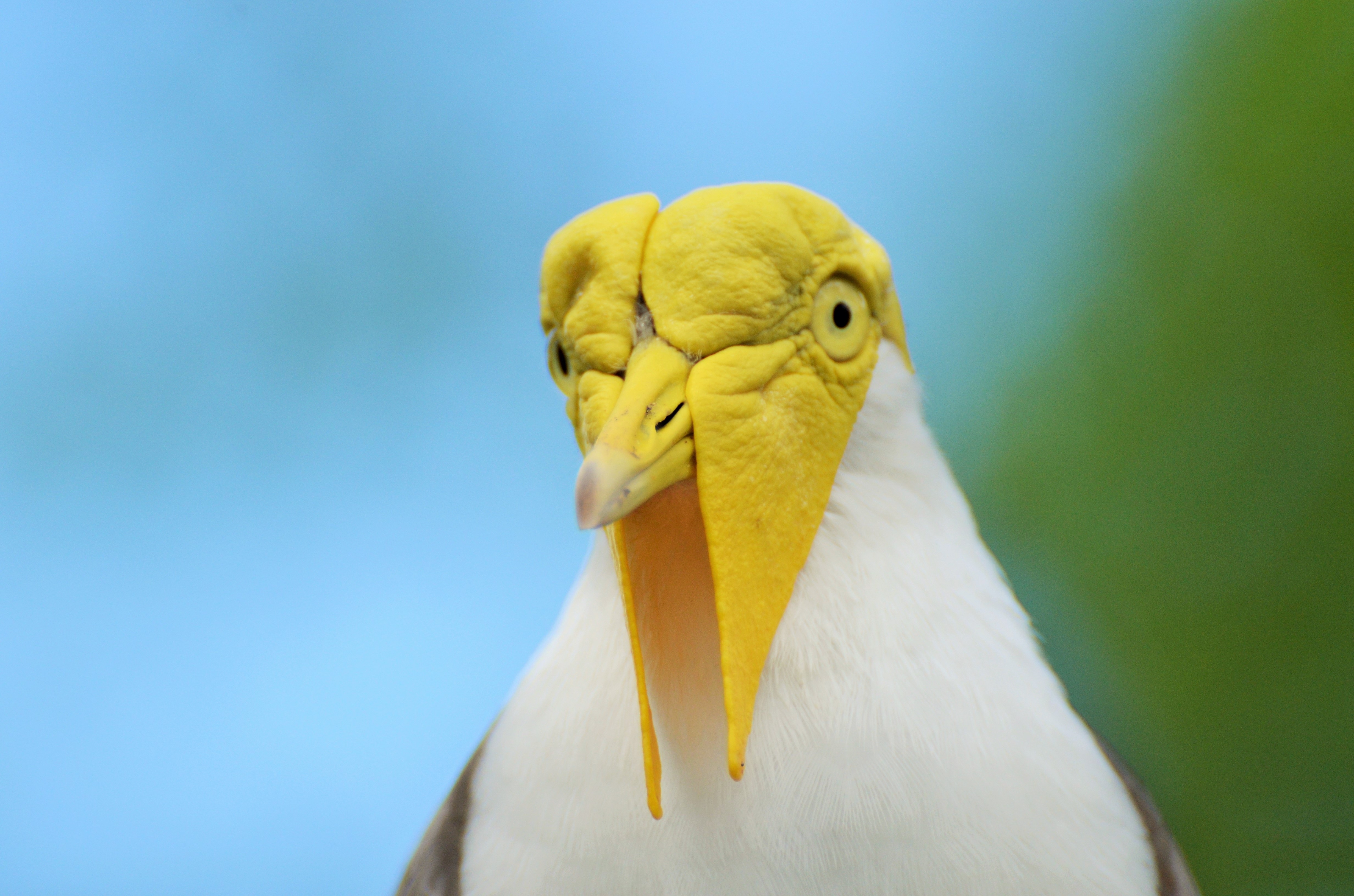 yellow and white long beak bird