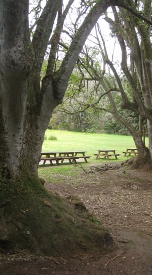 brown wooden picnic tables thumbnail