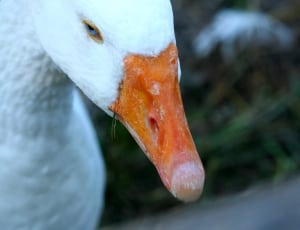 white duck thumbnail