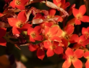 orange kalanchoe flowers thumbnail