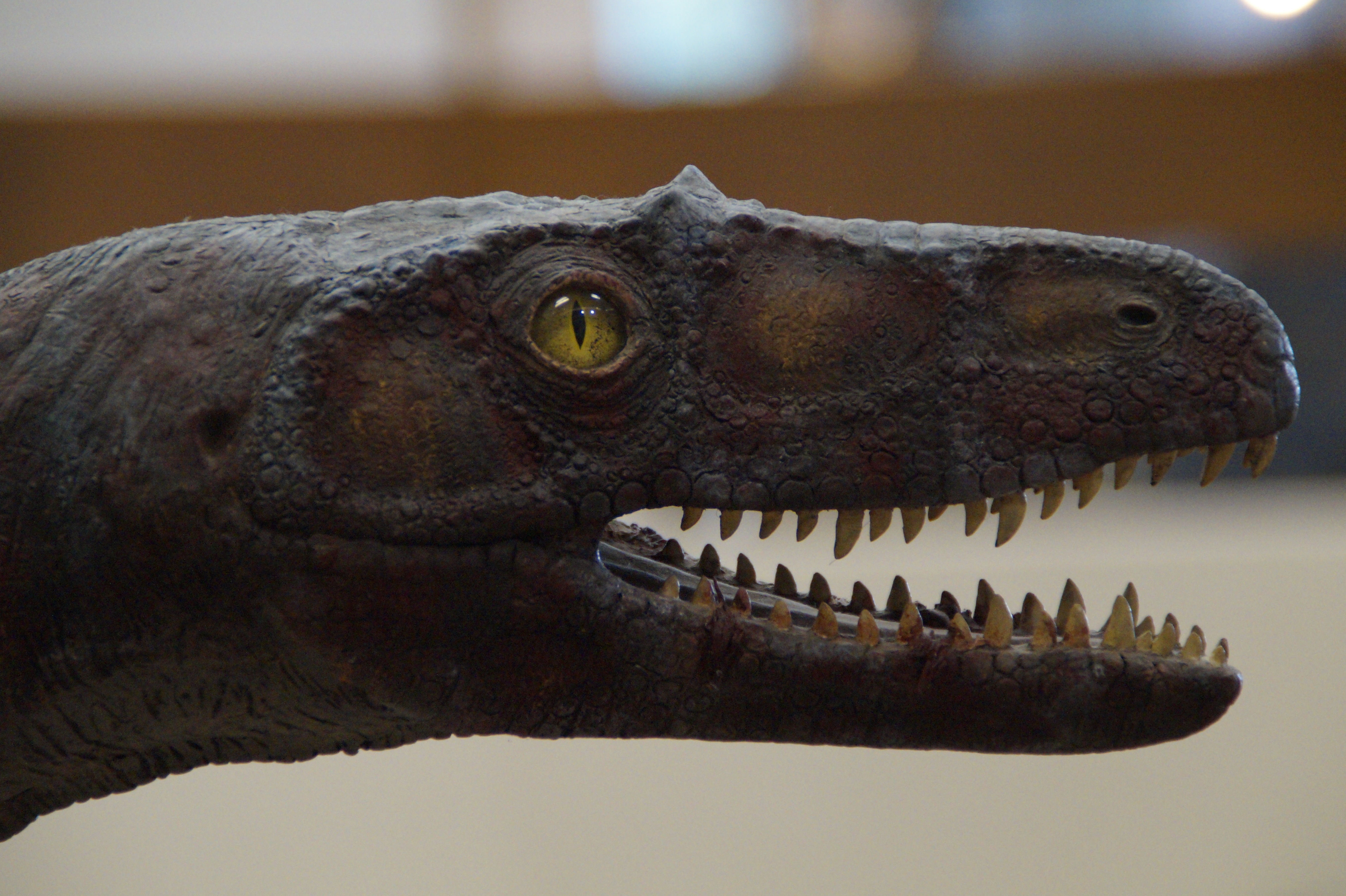 Слово динозавр означает страшный ящер. Челюсть динозавра. Зуб тираннозавра.