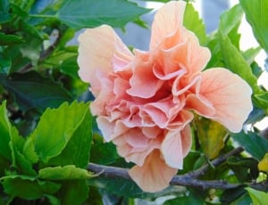 beige cotton rose mallow thumbnail