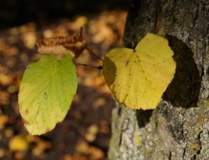 green and yellow leaves thumbnail