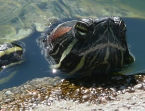 black and green turtle in water during daytime thumbnail