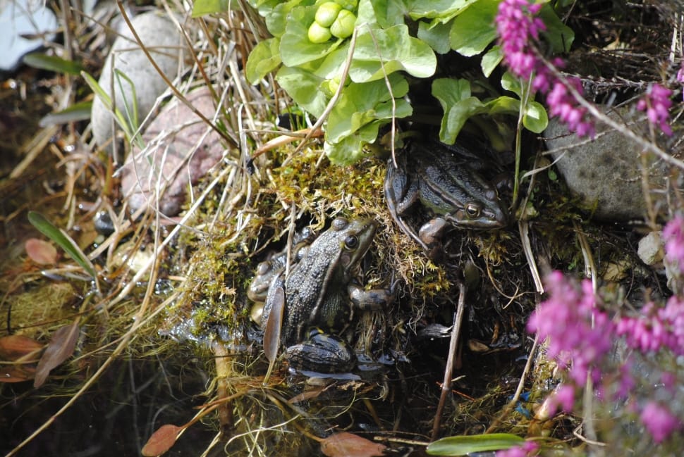 two black frog on top of a green grass preview