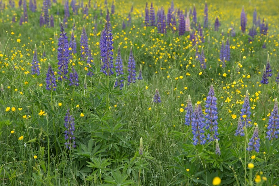 purple lupines field preview