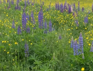 purple lupines field thumbnail