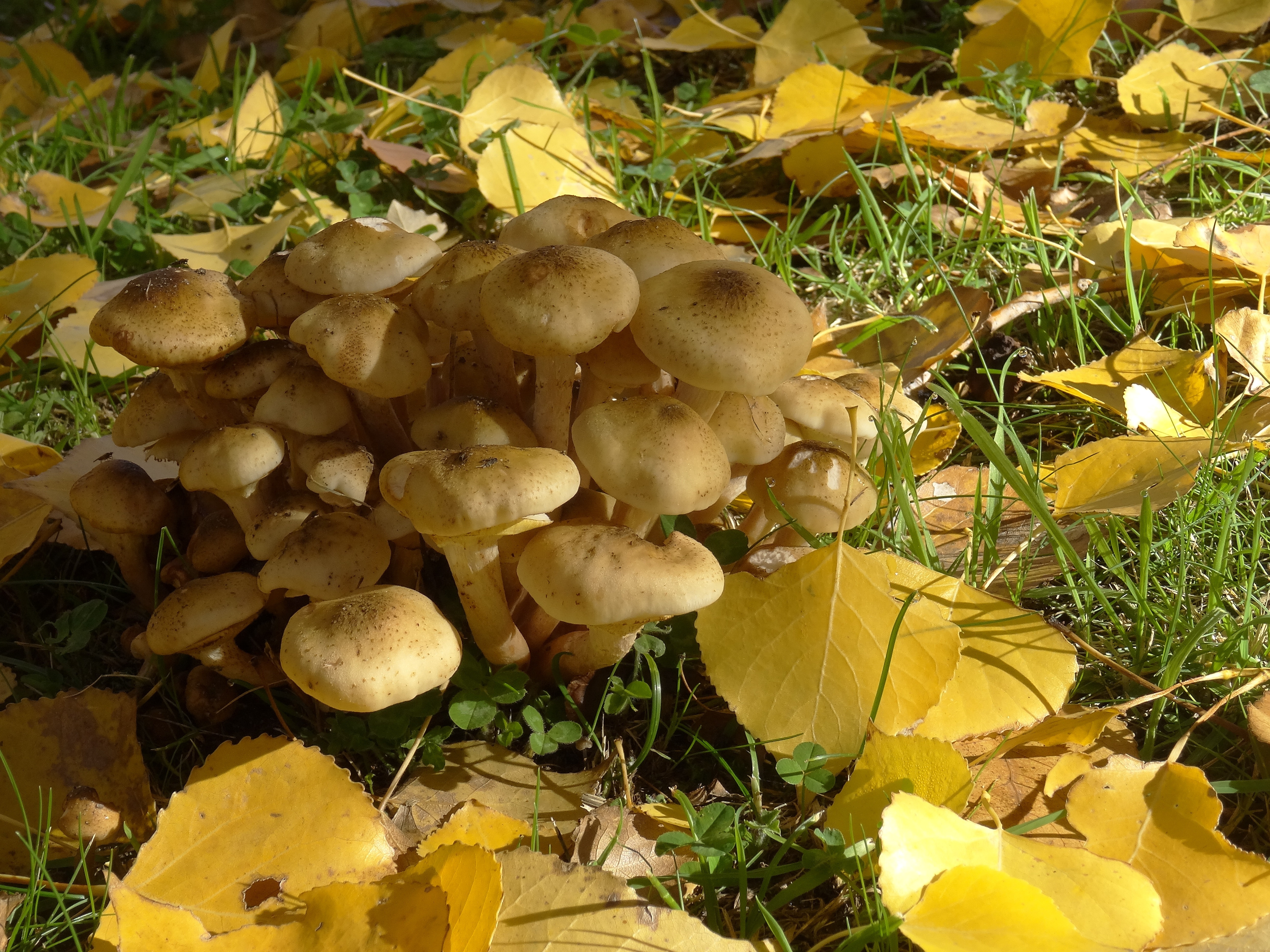 Желтые осенние грибы