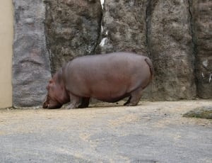 brown hippopotamus thumbnail