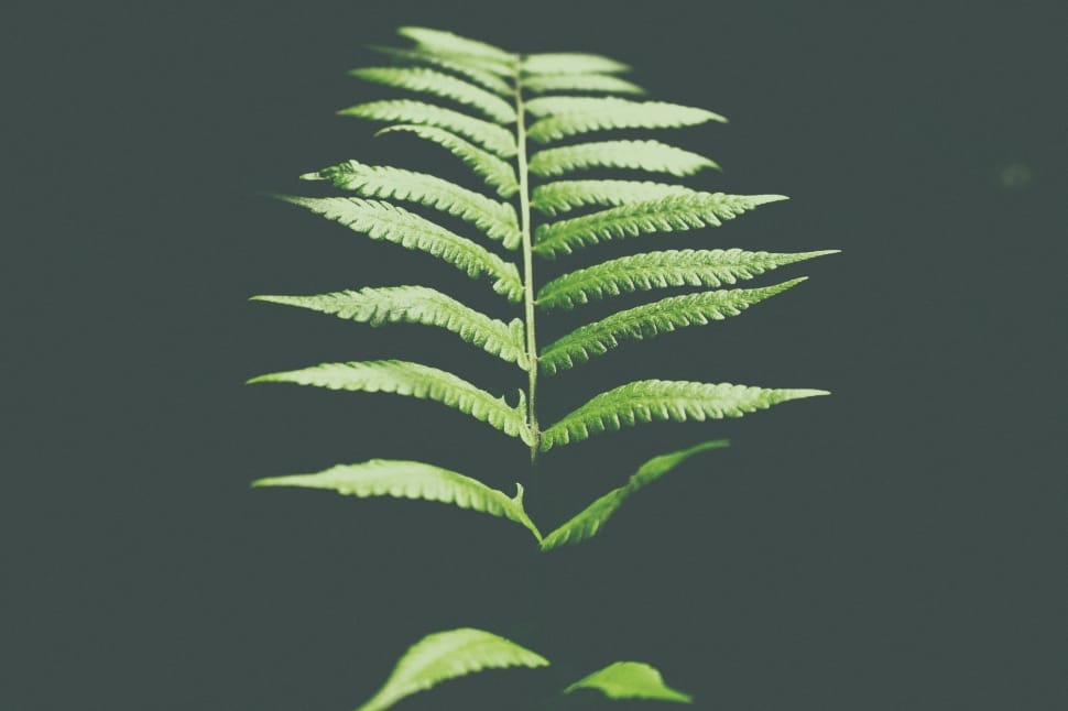 close up photo of green fern plant preview