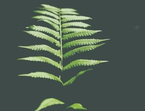 close up photo of green fern plant thumbnail
