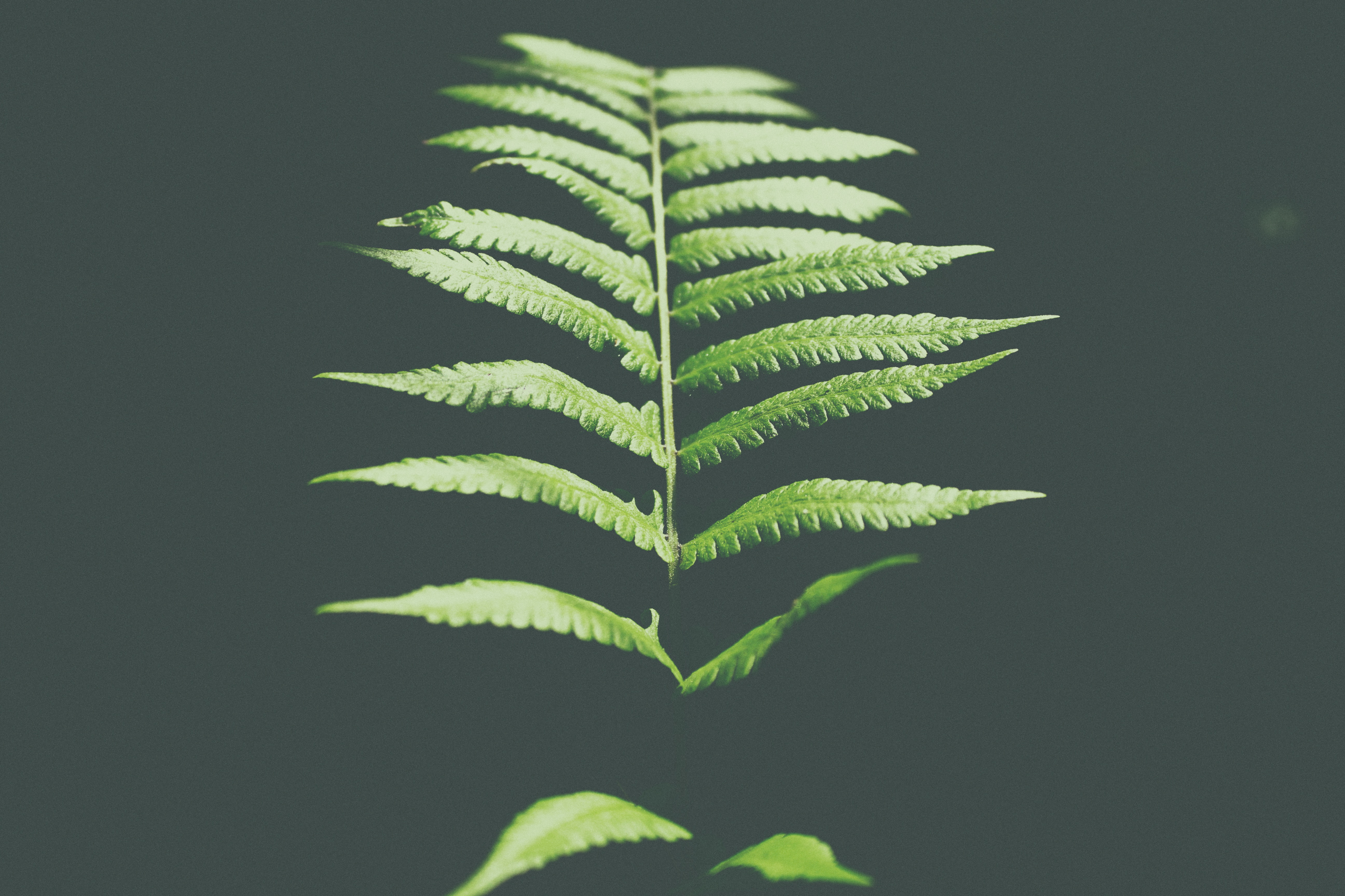close up photo of green fern plant
