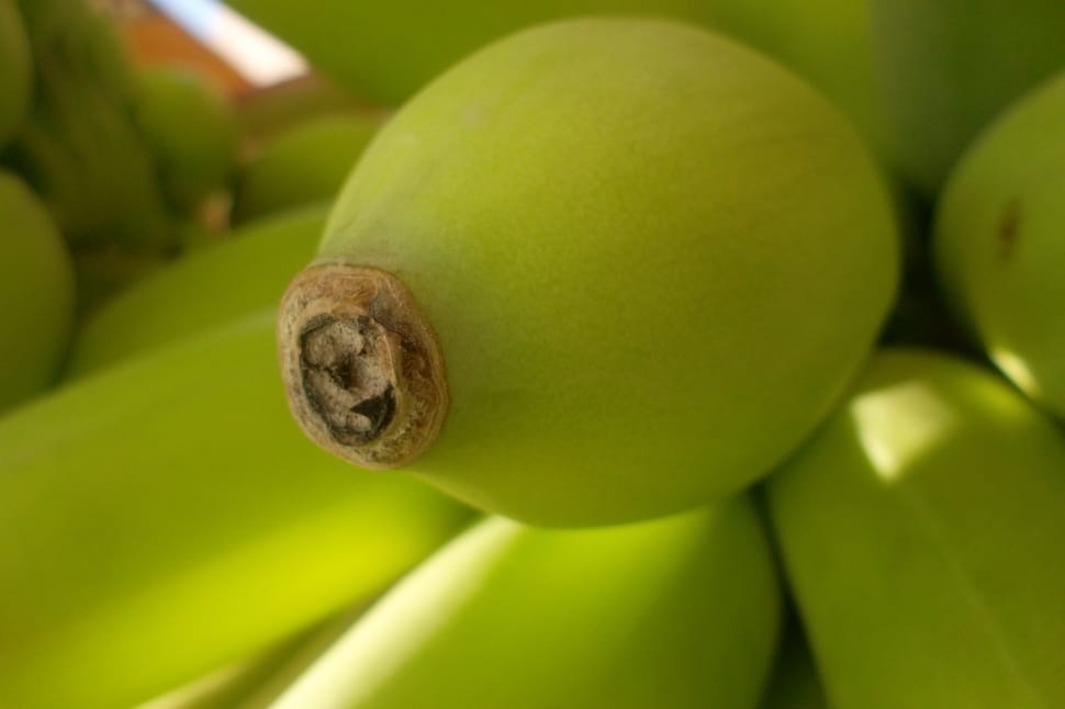 Green, Bananas, Tip, Garden, Banana, one animal, close-up preview