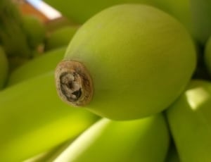 Green, Bananas, Tip, Garden, Banana, one animal, close-up thumbnail