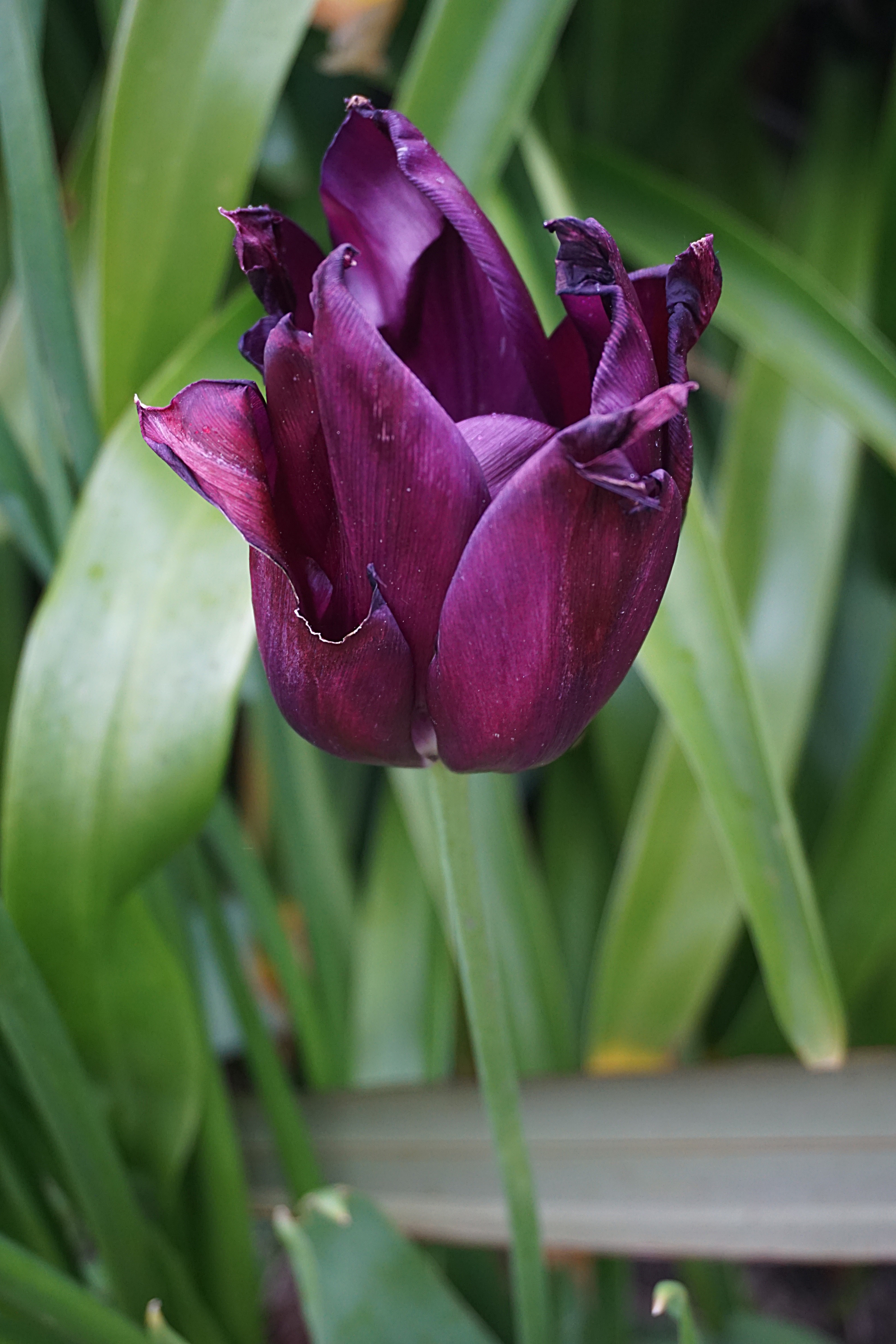 violet petaled flower