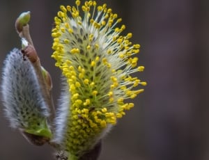weeping willow tree flower thumbnail