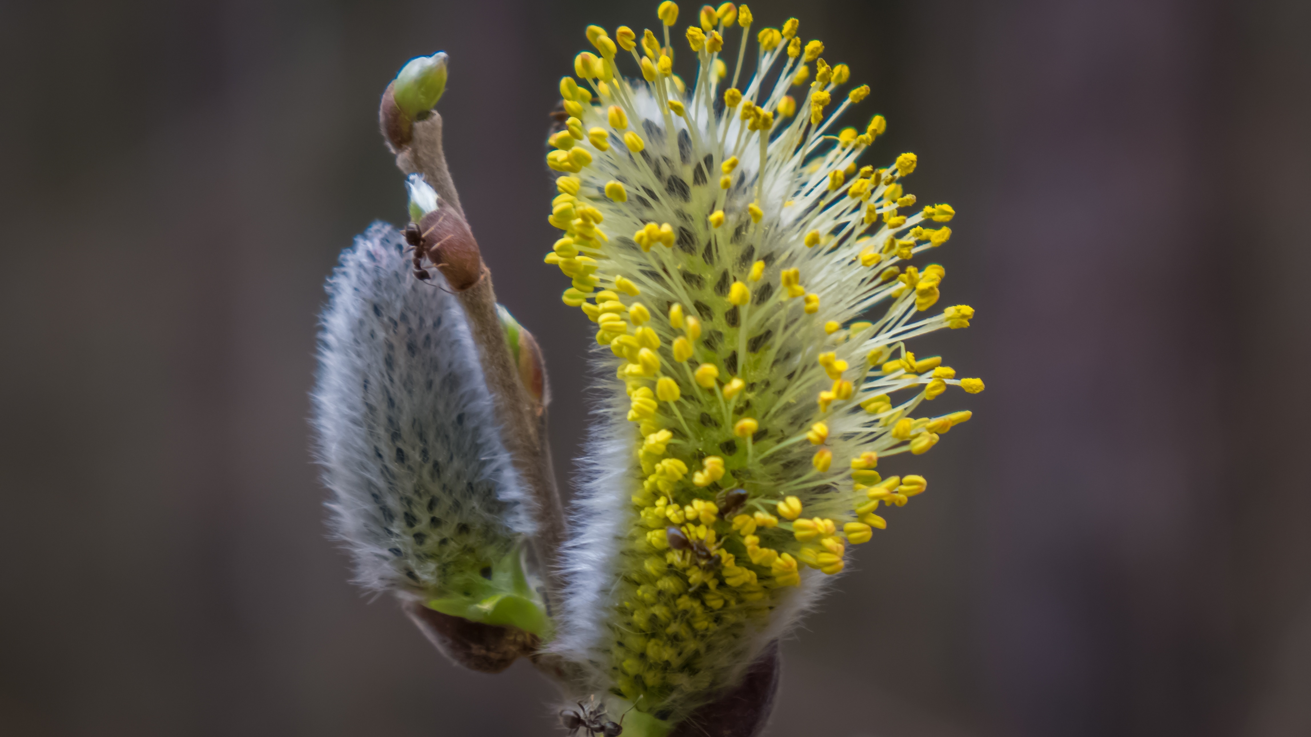 weeping willow tree flower