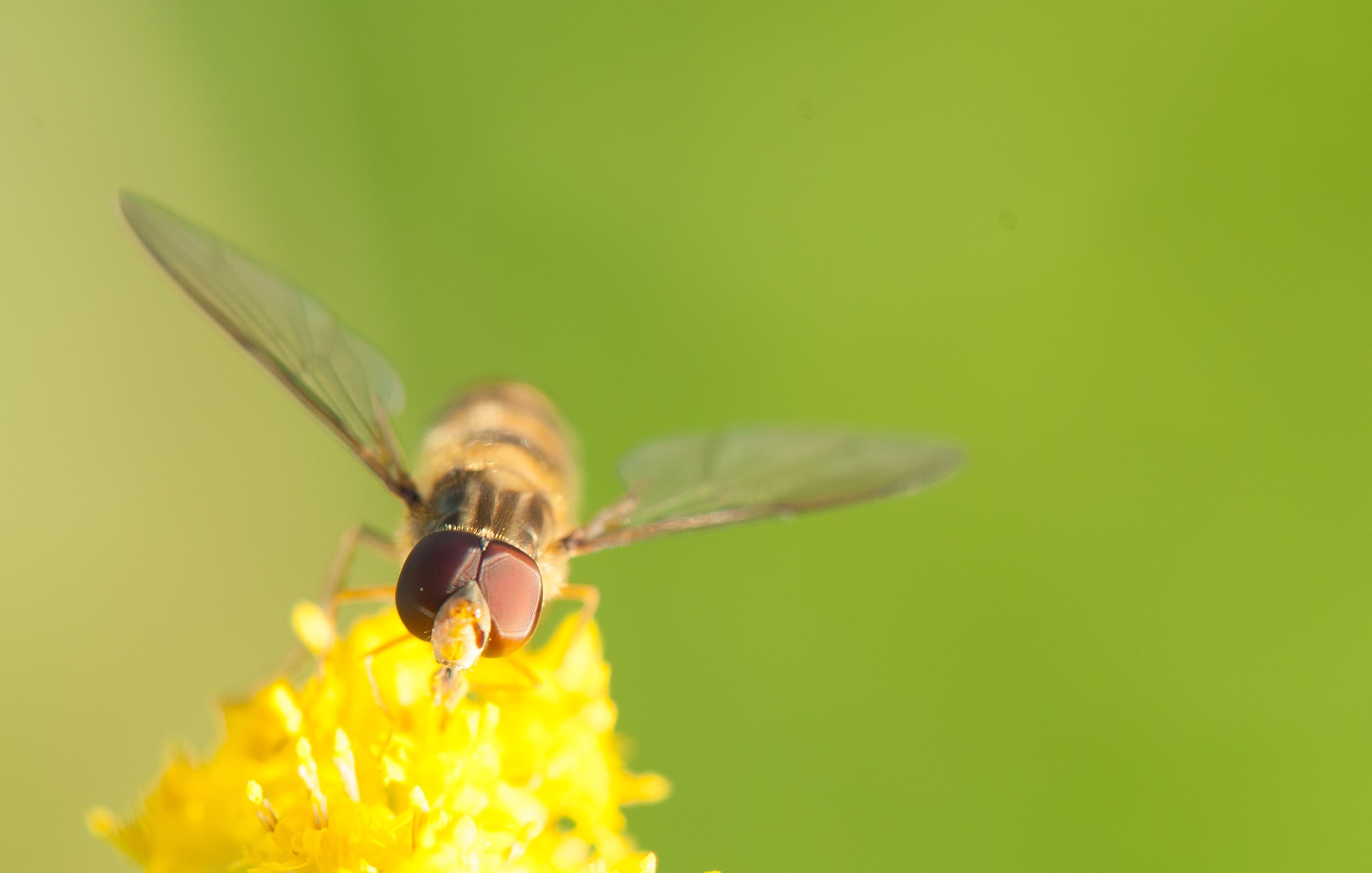 yellow hornet