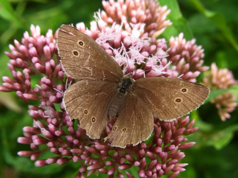 brown butterfly preview