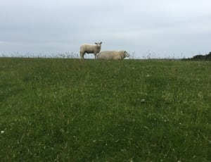 two sheeps thumbnail