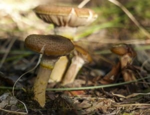 4 brown beige mushrooms thumbnail