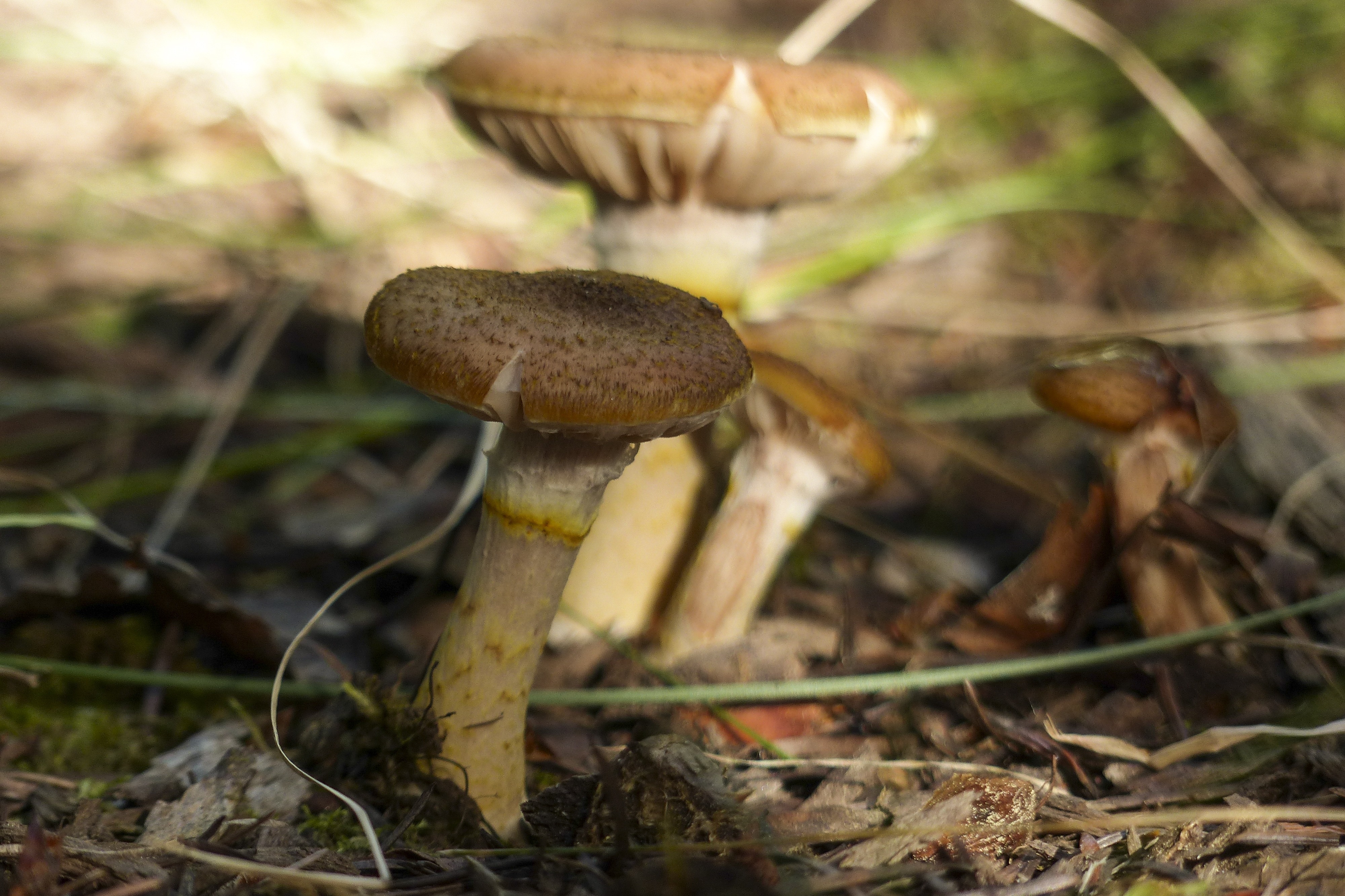 4 brown beige mushrooms