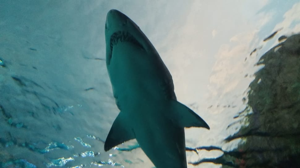 great white shark preview