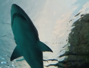 great white shark thumbnail