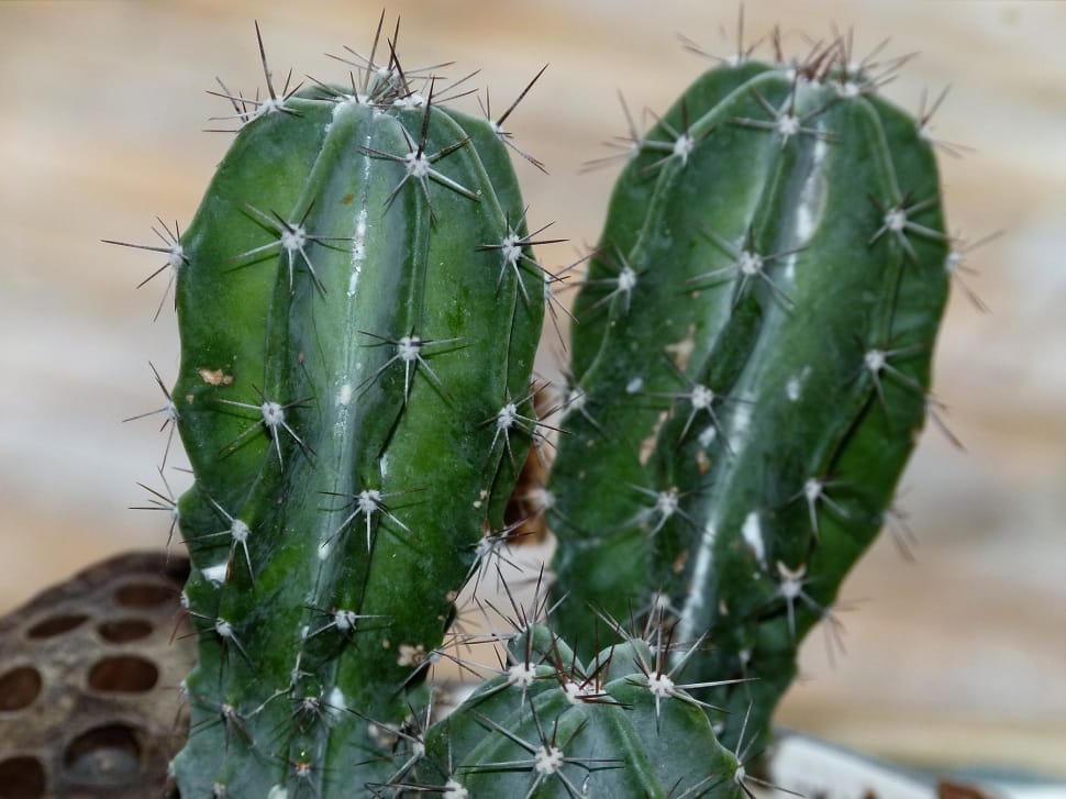 2 green cacti preview