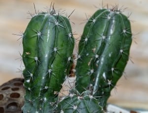 2 green cacti thumbnail