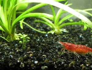 red shrimp thumbnail