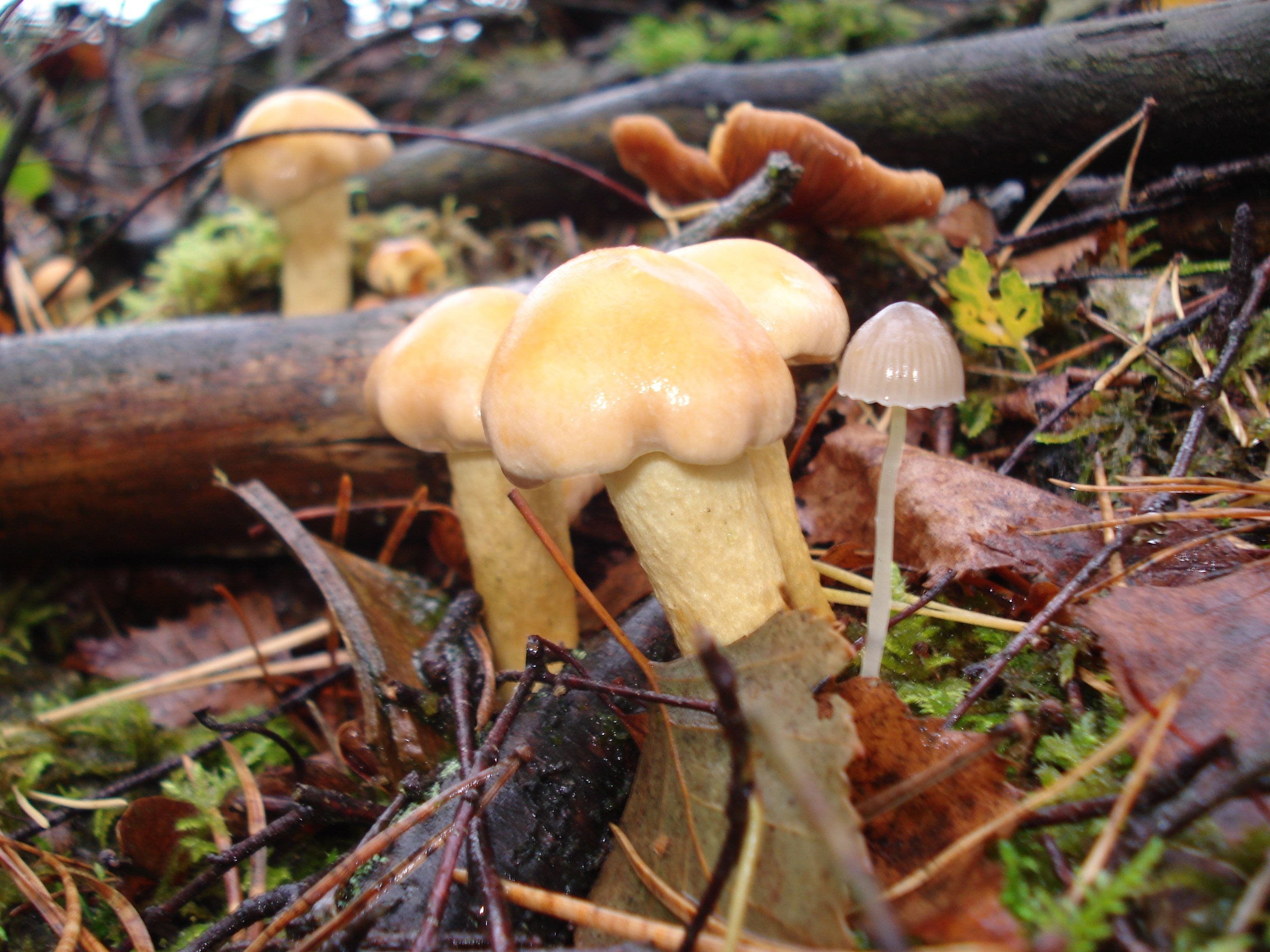 Съедобные грибы Болгарии
