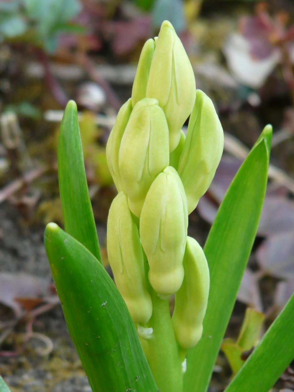 green flower buds preview
