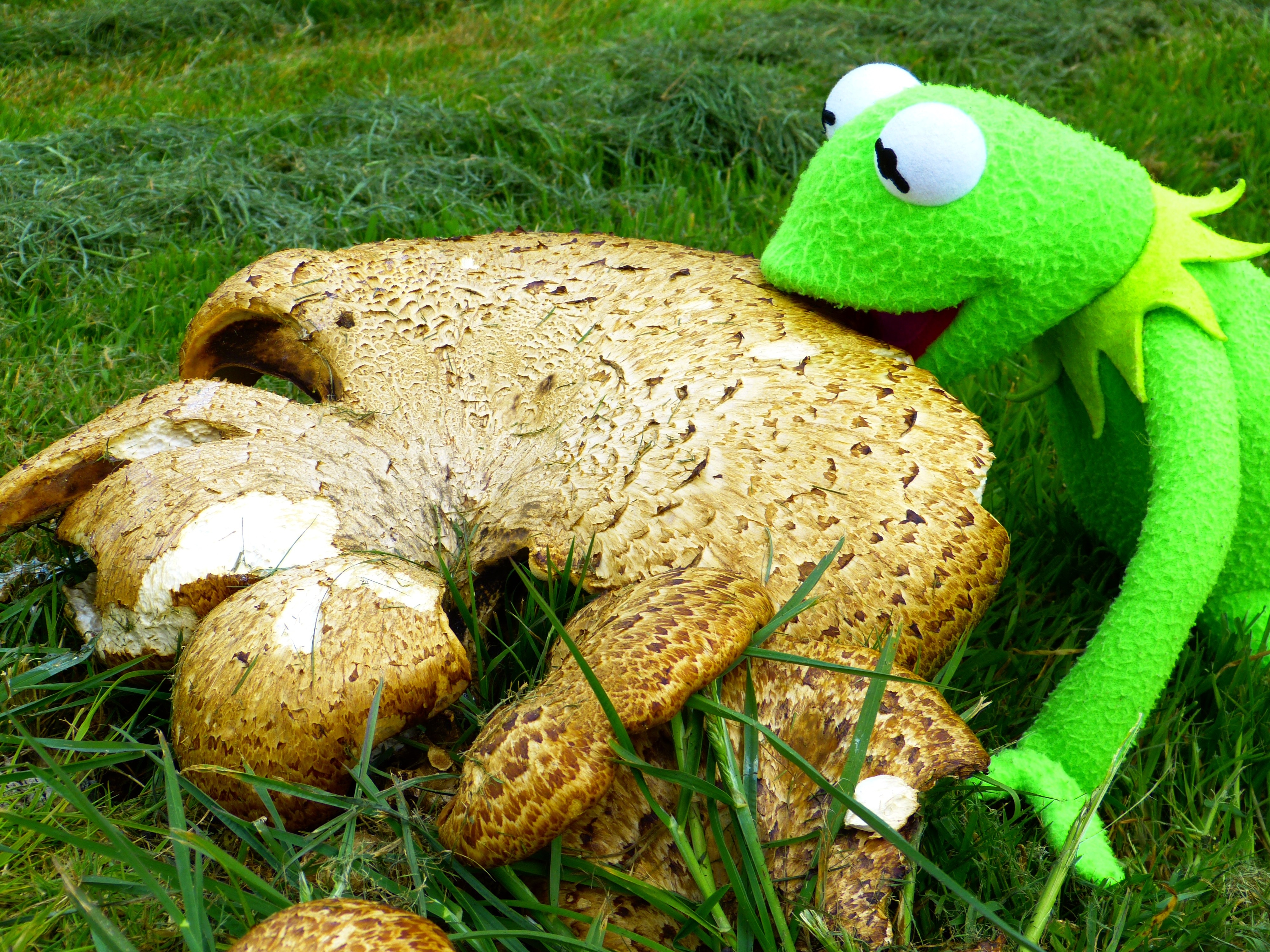 large kermit the frog plush