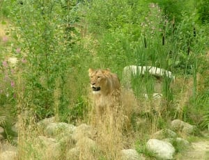 lioness surrounded by tall grass during daytime thumbnail