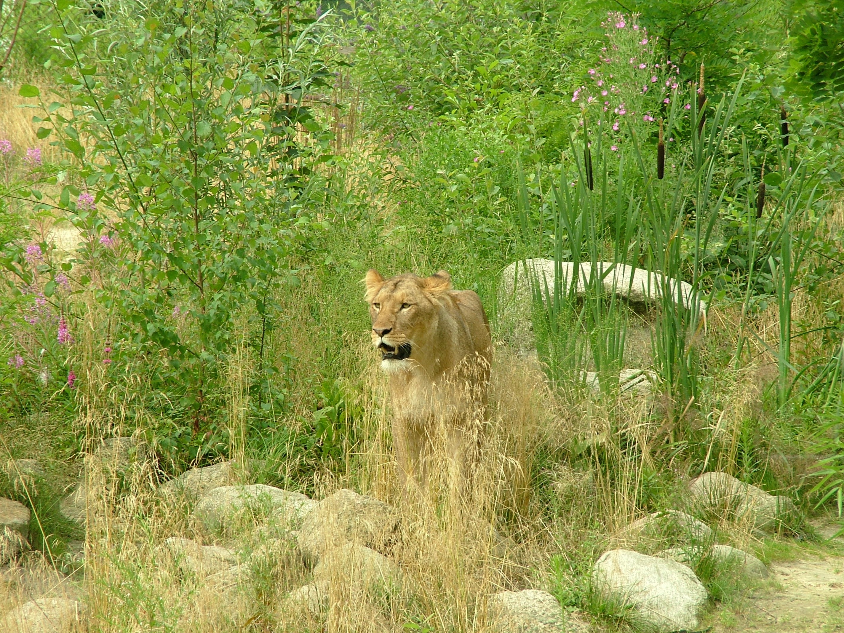 lioness surrounded by tall grass during daytime