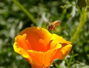 macro photography of honeybee on flying on orange flower thumbnail