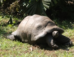 gray tortoise thumbnail