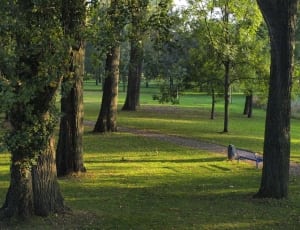 green grass field and trees thumbnail