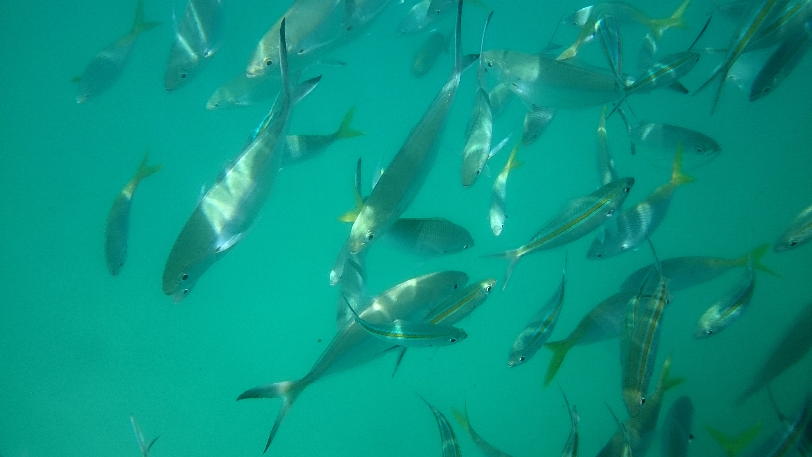 school of giant trivally and spanish flagtail