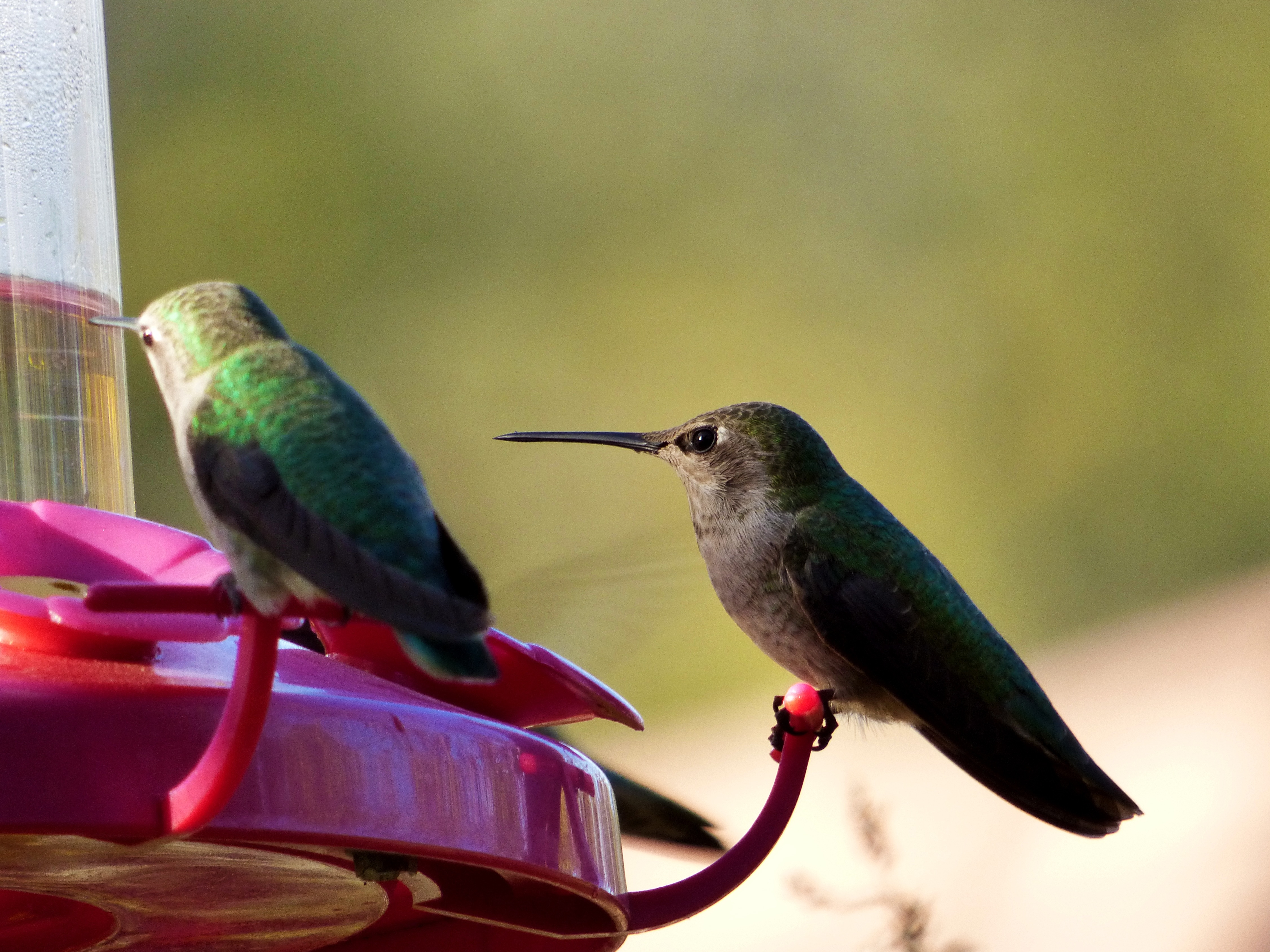 2 green and black humming birds
