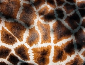 giraffe skin textile thumbnail