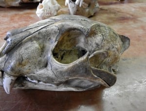 gray animal skull thumbnail