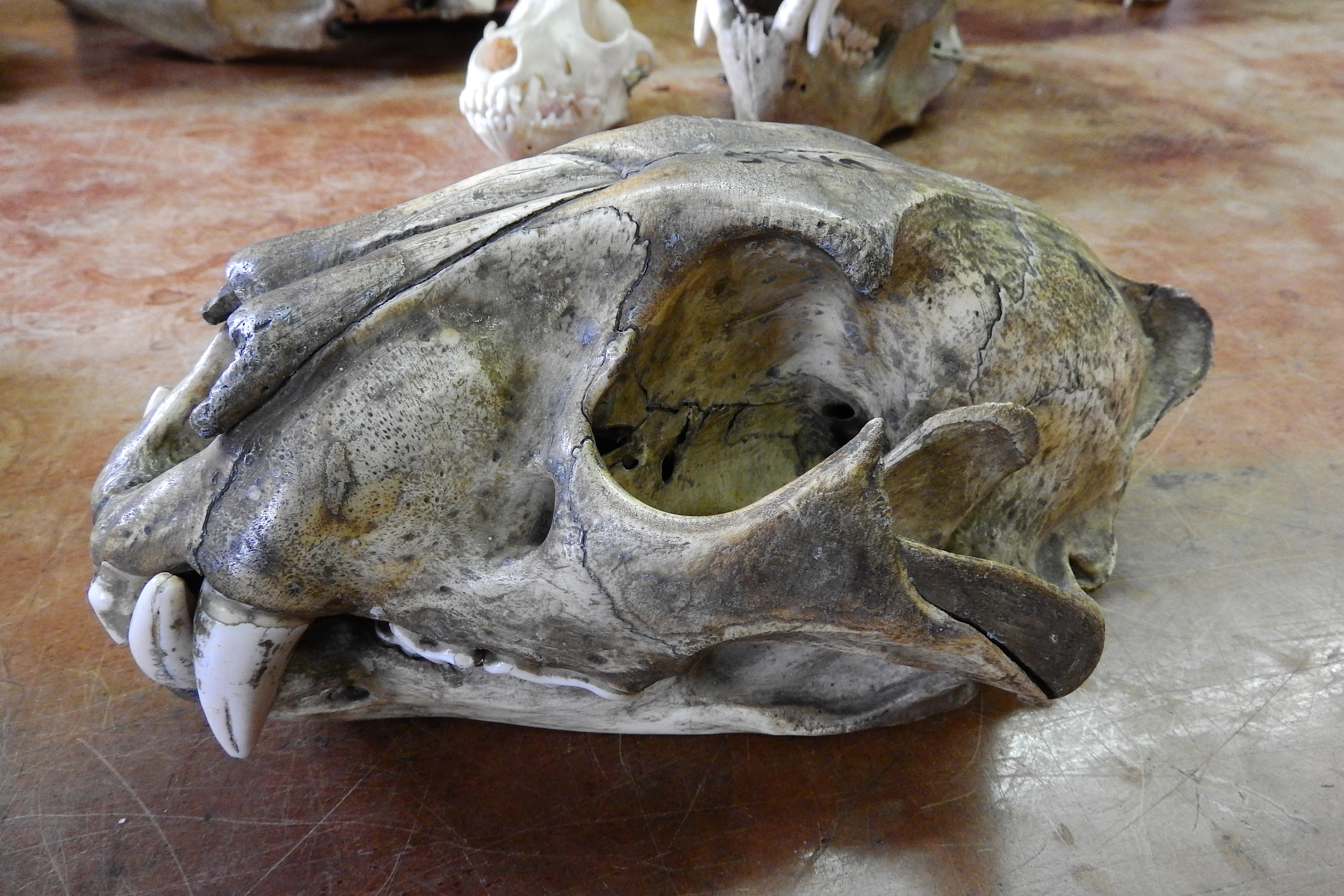 gray animal skull