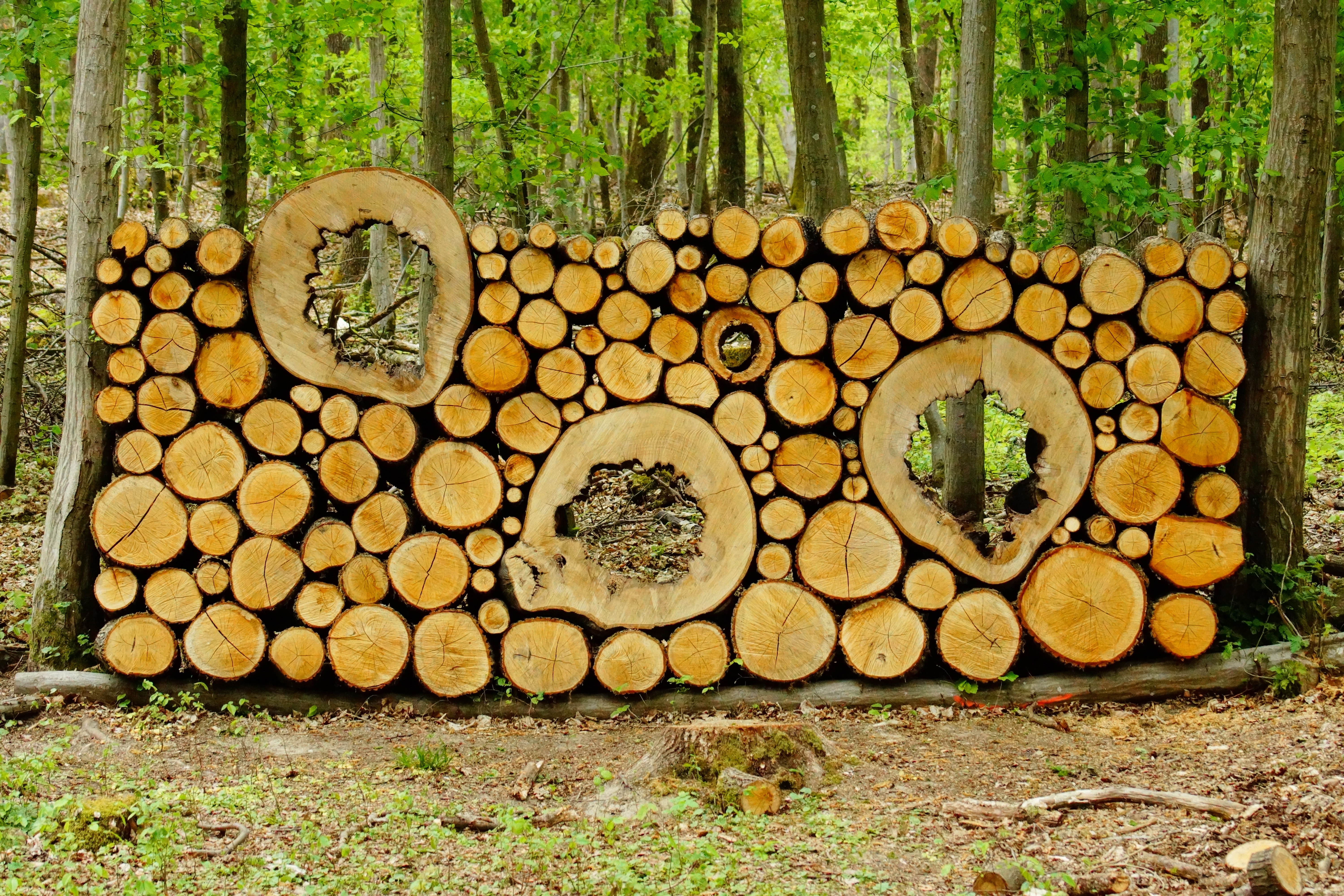 tree log lot
