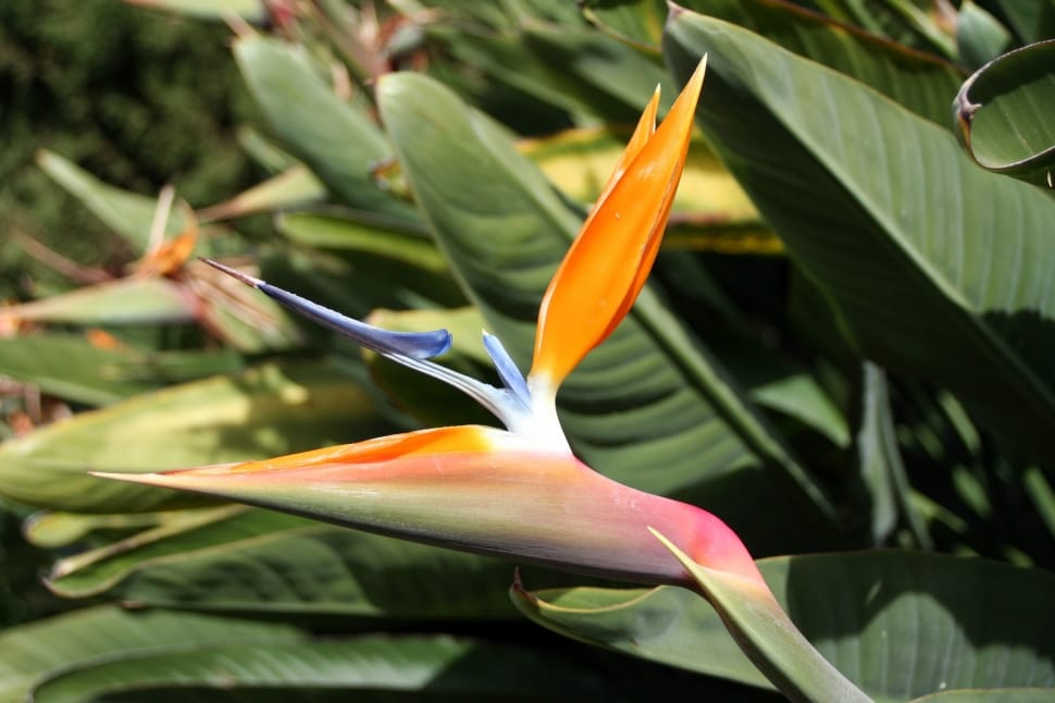 bird of paradise flower preview