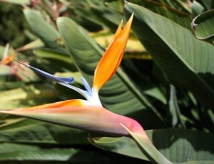 bird of paradise flower thumbnail