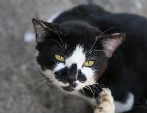 shallow focus photography of black and white cat thumbnail