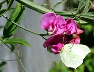 pink orchid thumbnail
